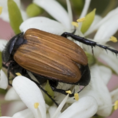 Phyllotocus rufipennis (Nectar scarab) at The Pinnacle - 5 Jan 2021 by AlisonMilton