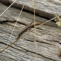 Morethia boulengeri (Boulenger's Skink) at Woodstock Nature Reserve - 8 Jan 2021 by KShort