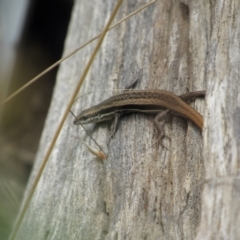 Morethia boulengeri at Holt, ACT - 8 Jan 2021 12:22 PM