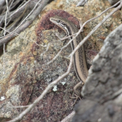 Morethia boulengeri (Boulenger's Skink) at Woodstock Nature Reserve - 8 Jan 2021 by KShort