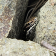 Eulamprus heatwolei (Yellow-bellied Water Skink) at Uriarra Recreation Reserve - 8 Jan 2021 by KShort