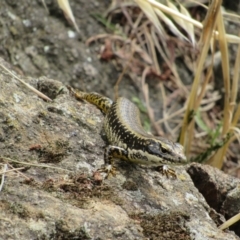 Eulamprus heatwolei (Yellow-bellied Water Skink) at Molonglo River Reserve - 8 Jan 2021 by KShort