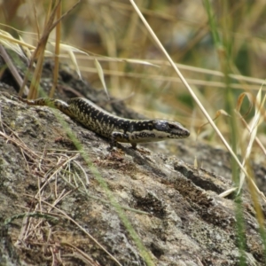 Eulamprus heatwolei at Molonglo River Reserve - 8 Jan 2021