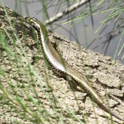 Eulamprus heatwolei (Yellow-bellied Water Skink) at Lower Molonglo - 8 Jan 2021 by KShort