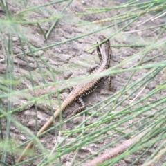 Eulamprus heatwolei (Yellow-bellied Water Skink) at Lower Molonglo - 8 Jan 2021 by KShort