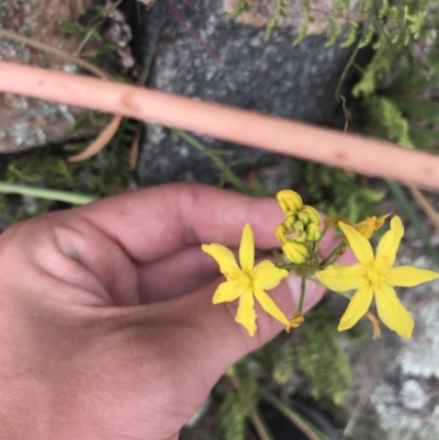 Bulbine glauca (Rock Lily) at Mount Taylor - 7 Jan 2021 by Tapirlord