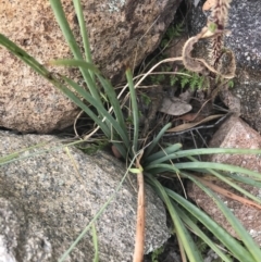 Bulbine glauca at Tuggeranong DC, ACT - 8 Jan 2021