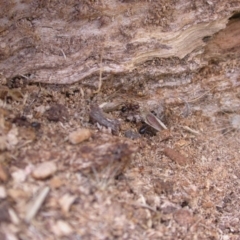 Papyrius nitidus (Shining Coconut Ant) at Mount Majura - 7 Jan 2021 by waltraud