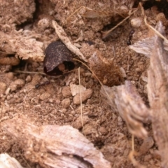 Papyrius nitidus at Watson, ACT - suppressed