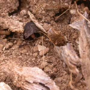 Papyrius nitidus at Watson, ACT - 7 Jan 2021