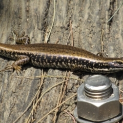 Eulamprus heatwolei (Yellow-bellied Water Skink) at Molonglo River Reserve - 8 Jan 2021 by KShort