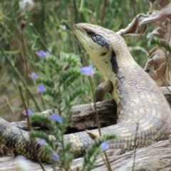 Tiliqua scincoides scincoides (Eastern Blue-tongue) at Molonglo River Reserve - 8 Jan 2021 by KShort