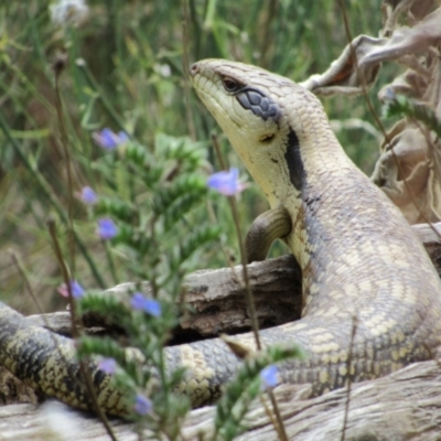 Tiliqua scincoides scincoides (Eastern Blue-tongue) at Molonglo River Reserve - 8 Jan 2021 by KShort