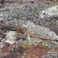 Ctenotus taeniolatus (Copper-tailed Skink) at Woodstock Nature Reserve - 8 Jan 2021 by KShort