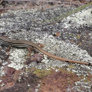 Ctenotus taeniolatus at Holt, ACT - 8 Jan 2021 01:01 PM