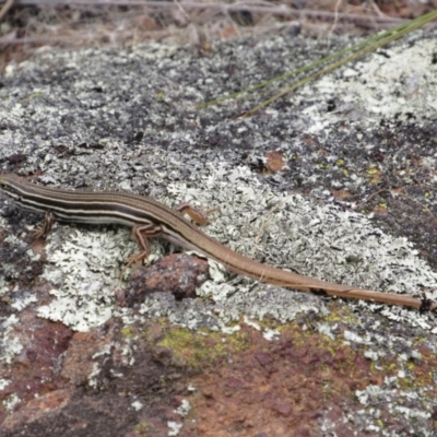 Ctenotus taeniolatus (Copper-tailed Skink) at Holt, ACT - 8 Jan 2021 by KShort