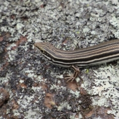 Ctenotus taeniolatus at Holt, ACT - 8 Jan 2021 01:01 PM