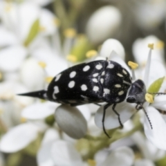 Mordella dumbrelli (Dumbrell's Pintail Beetle) at Hawker, ACT - 6 Jan 2021 by AlisonMilton