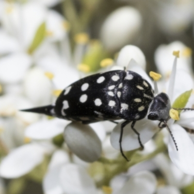 Mordella dumbrelli (Dumbrell's Pintail Beetle) at The Pinnacle - 5 Jan 2021 by AlisonMilton
