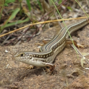 Ctenotus robustus at Holt, ACT - 8 Jan 2021 12:40 PM