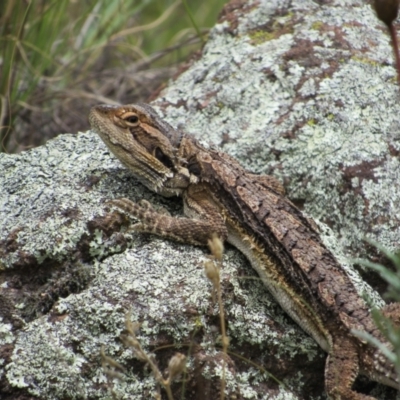 Pogona barbata (Eastern Bearded Dragon) at Holt, ACT - 8 Jan 2021 by KShort