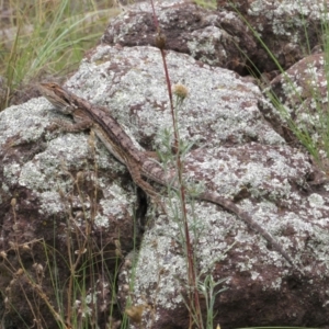 Pogona barbata at Holt, ACT - 8 Jan 2021