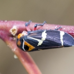 Eurymeloides pulchra (Gumtree hopper) at Hawker, ACT - 5 Jan 2021 by AlisonMilton