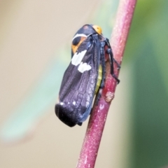 Eurymeloides pulchra at Hawker, ACT - 6 Jan 2021