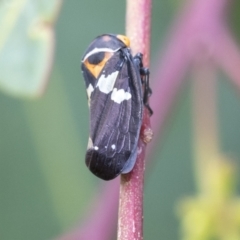 Eurymeloides pulchra at Hawker, ACT - 6 Jan 2021