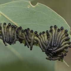 Pseudoperga sp. (genus) (Sawfly, Spitfire) at Hawker, ACT - 5 Jan 2021 by AlisonMilton