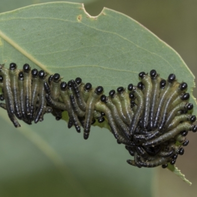 Pseudoperga sp. (genus) (Sawfly, Spitfire) at The Pinnacle - 5 Jan 2021 by AlisonMilton