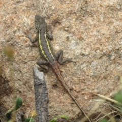 Diporiphora nobbi at Holt, ACT - 8 Jan 2021