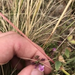 Scutellaria humilis (Dwarf Skullcap) at Mount Taylor - 8 Jan 2021 by Tapirlord