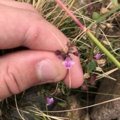 Scutellaria humilis at Tuggeranong DC, ACT - 8 Jan 2021 11:09 AM