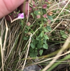 Scutellaria humilis at Tuggeranong DC, ACT - 8 Jan 2021 11:09 AM