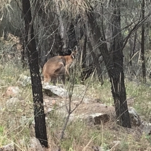 Notamacropus rufogriseus at Tuggeranong DC, ACT - 8 Jan 2021