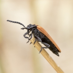 Porrostoma rhipidium at Hawker, ACT - 6 Jan 2021 08:35 AM