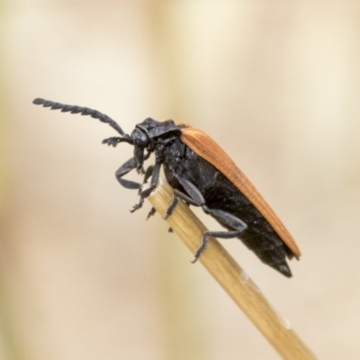 Porrostoma rhipidium (Long-nosed Lycid (Net-winged) beetle) at The Pinnacle - 5 Jan 2021 by AlisonMilton