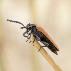 Porrostoma rhipidium (Long-nosed Lycid (Net-winged) beetle) at Hawker, ACT - 5 Jan 2021 by AlisonMilton