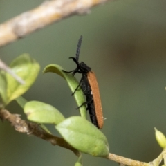 Porrostoma rhipidium at Hawker, ACT - 6 Jan 2021