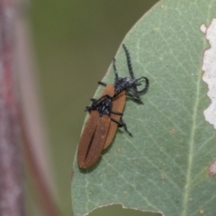 Porrostoma rhipidium at Hawker, ACT - 6 Jan 2021 08:35 AM