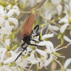 Porrostoma rhipidium at Hawker, ACT - 6 Jan 2021