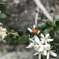 Stenoderus ostricilla (Longhorn beetle) at Tuggeranong DC, ACT - 8 Jan 2021 by Tapirlord