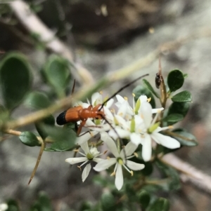 Stenoderus ostricilla at Tuggeranong DC, ACT - 8 Jan 2021 11:53 AM