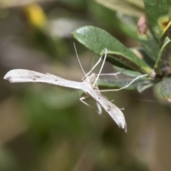 Platyptilia celidotus (Plume Moth) at Hawker, ACT - 5 Jan 2021 by AlisonMilton