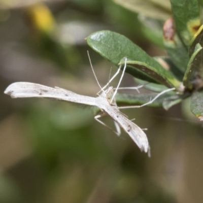 Platyptilia celidotus (Plume Moth) at The Pinnacle - 5 Jan 2021 by AlisonMilton