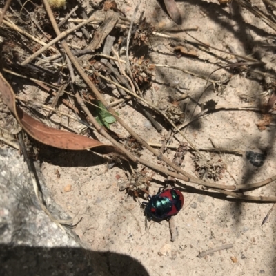 Choerocoris paganus (Ground shield bug) at Tuggeranong DC, ACT - 8 Jan 2021 by Tapirlord