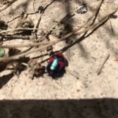 Choerocoris paganus at Tuggeranong DC, ACT - 8 Jan 2021