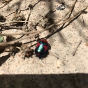 Choerocoris paganus at Tuggeranong DC, ACT - 8 Jan 2021 12:57 PM