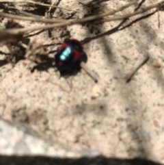 Choerocoris paganus at Tuggeranong DC, ACT - 8 Jan 2021 12:57 PM